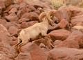 Desert Bighorn Sheep-5954.jpg